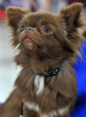 Étalon Chihuahua - Alicia Girl On Fire Of Blue Moon's Diamond