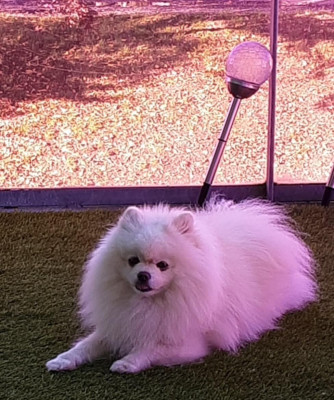 Étalon Spitz allemand - Prosper du Jardin des Lutins