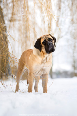Étalon Mastiff - All you need is love Du Mont Des Géants