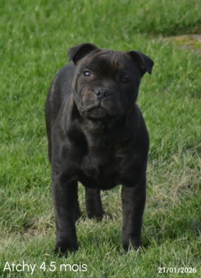 Étalon Staffordshire Bull Terrier - Multi Generation Absolute dream