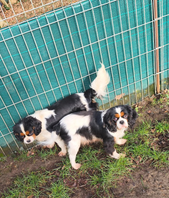 Étalon Cavalier King Charles Spaniel - Uranie du domaine des quatre pattes