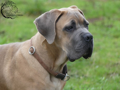 Étalon Cane Corso - Adam Des Gardiens De Cebenna