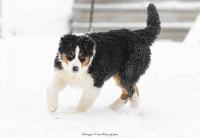 Étalon Berger Australien - Yankee California Dreamin' I Am Blue Of You