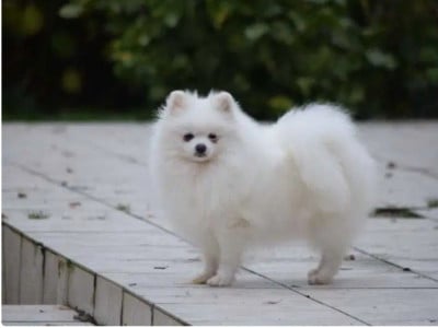 image de Patty blanche