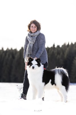 Étalon Laika de iakoutie - andkoll Ir Lel Smaile of the Sun