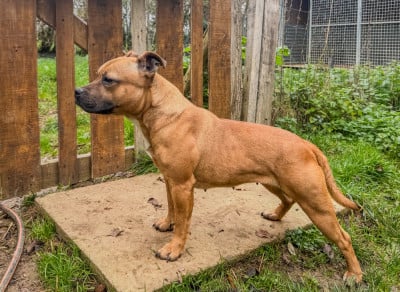 Étalon Staffordshire Bull Terrier - Ultime chance Des Disciples De Goliath