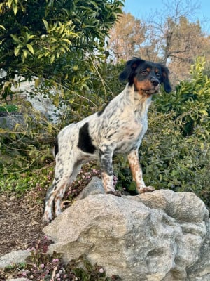 Étalon Epagneul Breton - Arwen Du Vallon D'Iron