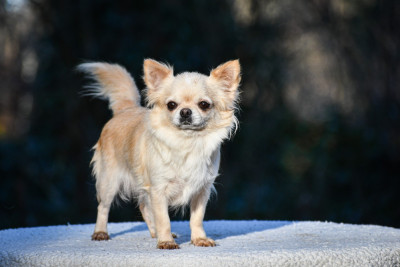 Étalon Chihuahua - Save The Last Dance Des Etoiles D'Artemis