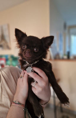 Étalon Chihuahua - Aimy Les Anges De Sidonie