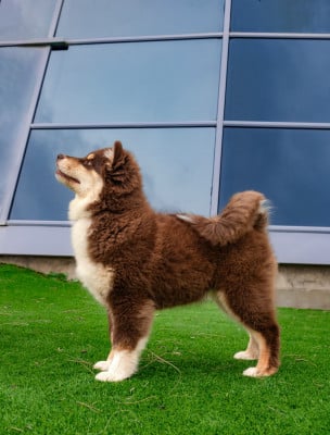 Étalon Chien finnois de Laponie - Ancrage d'une Lignée Du Temple Namasté De Benthéa