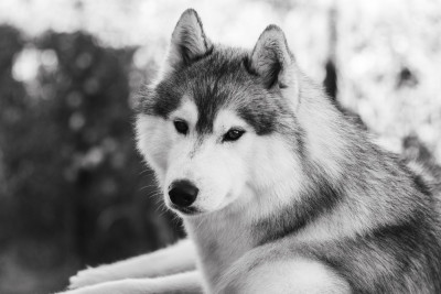 Étalon Siberian Husky - KARJALAINE OCEANO ATLANTICO