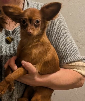 Étalon Russkiy Toy (Petit Chien Russe) - Annouchka-Toupie au Royaume D'ultra