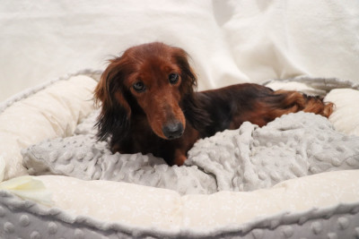 Étalon Teckel poil long - Valentine Du grand baronnet