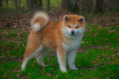 Étalon Akita - Ayame go Des Fideles Akita Ken