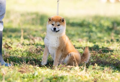 Étalon Shiba - Akemi du Bois de Compiègne