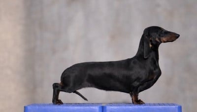 Étalon Teckel poil ras - Moli de fermican