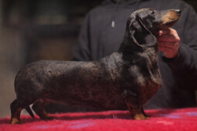 Étalon Teckel poil ras - Tumbleweed o mexico (Sans Affixe)