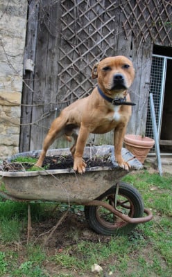 Étalon Staffordshire Bull Terrier - firecross Red legend