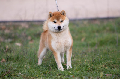 Étalon Shiba - Vogue du Bois de Compiègne