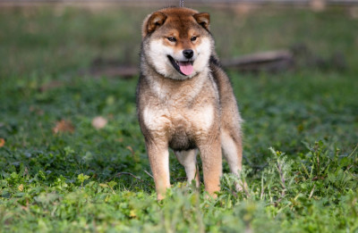 Étalon Shiba - Vaya du Bois de Compiègne