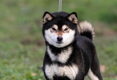 Umiko du Bois de Compiègne