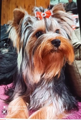 Étalon Yorkshire Terrier - Aiko De L'ange Blanc