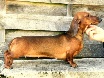 Étalon Teckel poil ras - ruletadax Olivia rose