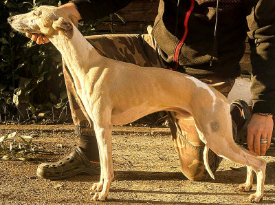 Étalon Whippet - Asta la vista du castel minervois