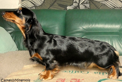 Étalon Teckel poil long - Athenaïs Good Spotted Paradise