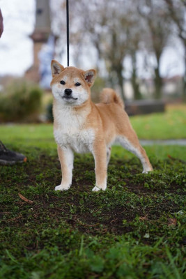 Étalon Shiba - Akira du Domaine du Clos Benoît
