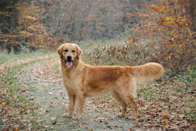 Étalon Golden Retriever - Ricotta Elixir d'Aydoilles