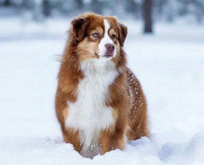 Étalon Berger Américain Miniature - Une dernière dance kyo du Clos des duchesses