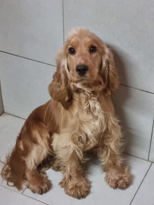 Étalon Cocker Spaniel Anglais - U'Tartine Du Souvenir De Tootsie