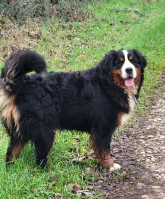 Étalon Bouvier Bernois - devael's Bucle up buttercup