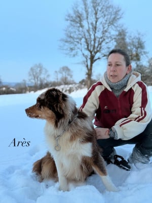 Étalon Berger Australien - Arés du domaine de country