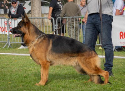 Étalon Berger Allemand - Udini De parilly