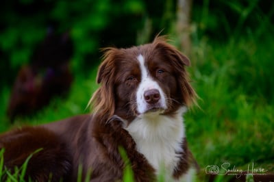 Étalon Berger Australien - Und du bist NIKI of the smiling house