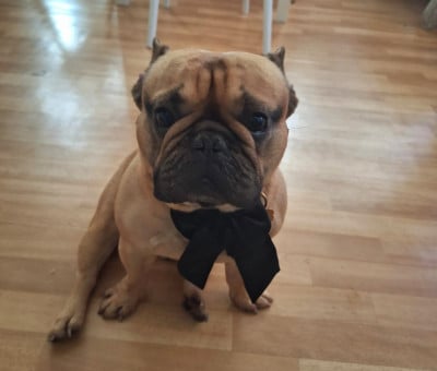 Étalon Bouledogue français - Ulysse charly dit plomion De Chardmethée}