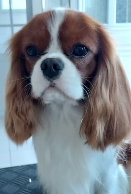 Étalon Cavalier King Charles Spaniel - Vadim des Jardins de Bagatelle