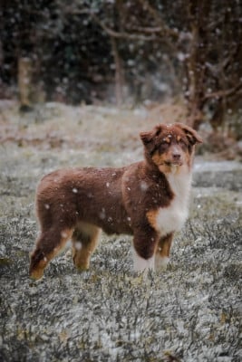 Étalon Berger Australien - R Stella Sempre Félice You Make Me Dream