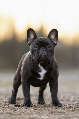 Étalon Bouledogue français - Auguste renoir de l'Or Noir De Paris