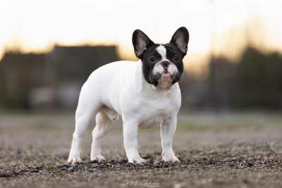 Étalon Bouledogue français - Alpha d'Iskandar