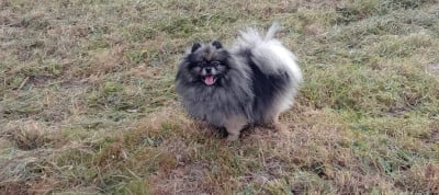 Étalon Spitz allemand - CH. Joyce De La Vallee Des Gris Doubs