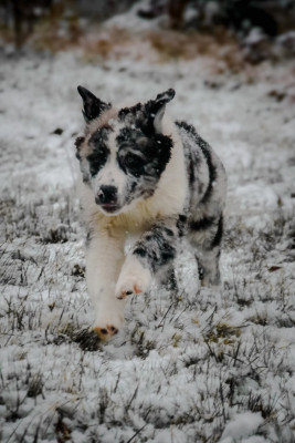 Étalon Berger Australien - R Stella Sempre Félice Yesterday s Dream