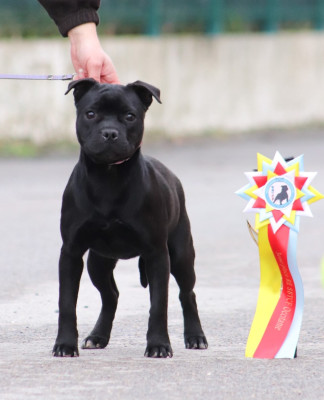 Étalon Staffordshire Bull Terrier - Alpha the black wolf Sweet Dream Stafford