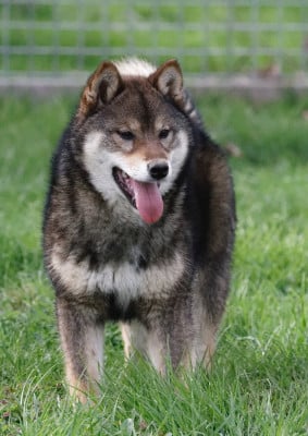 Étalon Shiba - Amatsukaze Kitsune No Tani Kensha