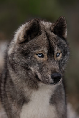 Étalon Siberian Husky - Amazing boy karma Zorsky