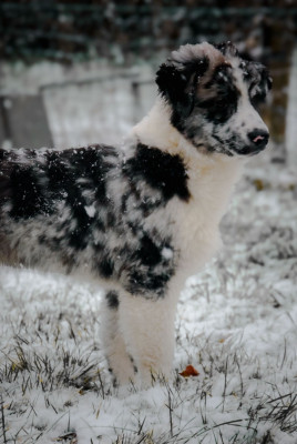 Étalon Berger Australien - R Stella Sempre Félice Yesterday s Dream