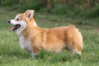 Étalon Welsh Corgi Pembroke - solar fantasy OKEAN