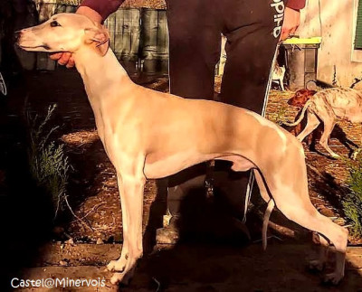 Étalon Whippet - Asta la vista du castel minervois